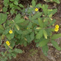 Biophytum intermedium Wight